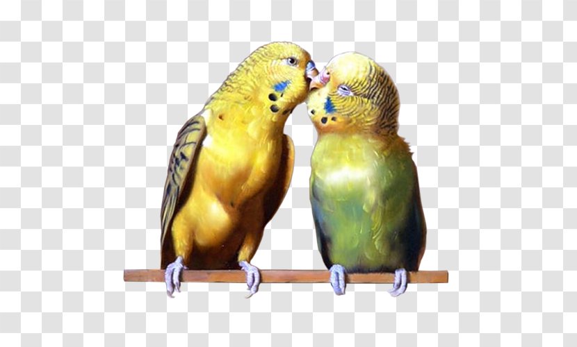 Budgerigar Parrot Parakeet Clip Art Transparent PNG