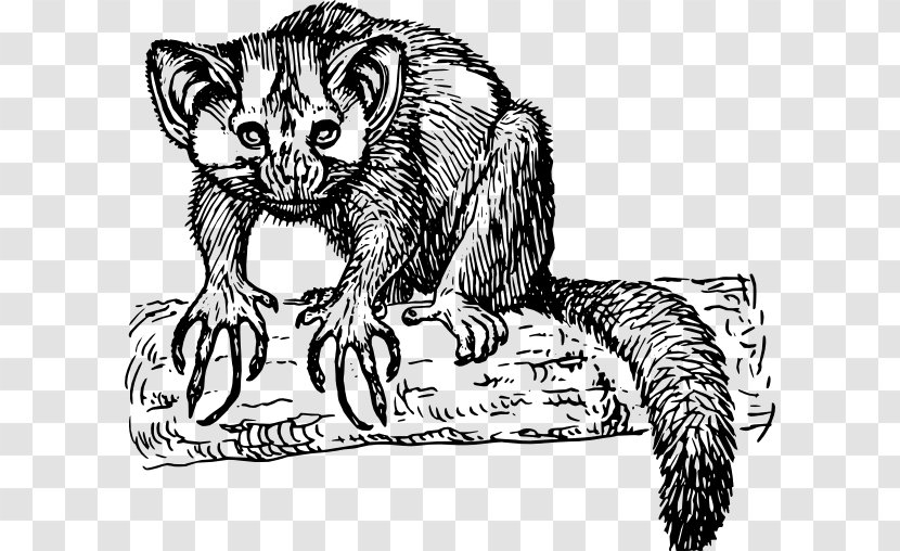 Lemurs Primate Aye-aye Ape Clip Art - Artwork - Monkey Transparent PNG