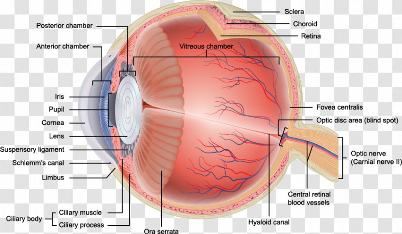 Human Eye Anatomy Retina Orbit - Watercolor Transparent PNG