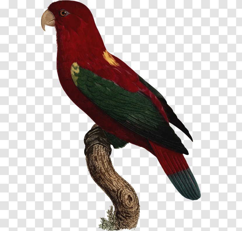 Macaw Lories And Lorikeets Parakeet Beak Feather - Wing - Parrot Illustration Transparent PNG