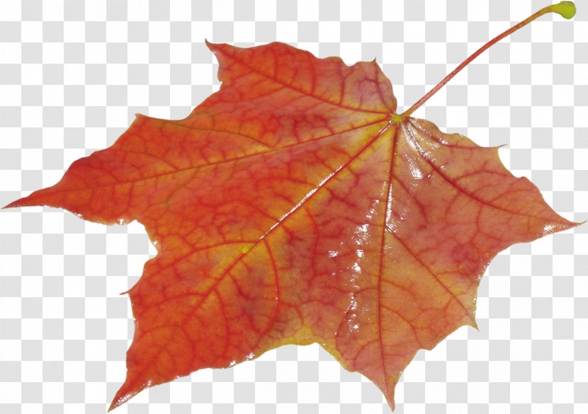 Autumn Leaf Color Desktop Wallpaper Clip Art - Plane Tree Family - Leaves Transparent PNG