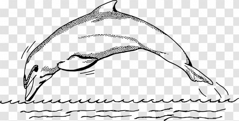 Common Bottlenose Dolphin Spinner Black And White Clip Art - Monochrome Photography - Line Drawing Transparent PNG