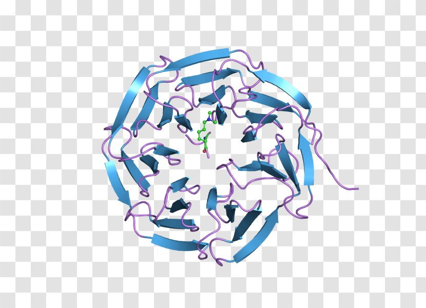WDR5 WD40 Repeat Protein Family Gene - Art Transparent PNG