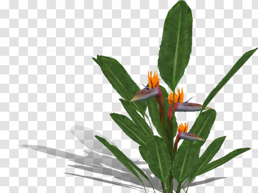 Bird Of Paradise Flower Strelitzia Nicolai Bird-of-paradise Tropical Rainforest Lobster-claws Transparent PNG