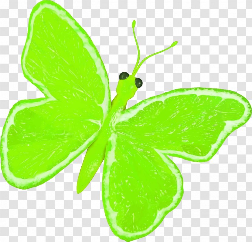 Butterfly Lemonade Papilio Demoleus Fruit - Plant - Lime Transparent PNG