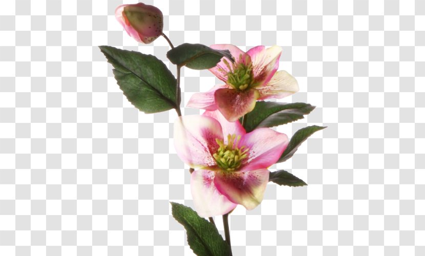 Cut Flowers Blume Lilium Petal - Blossom - Flower Transparent PNG