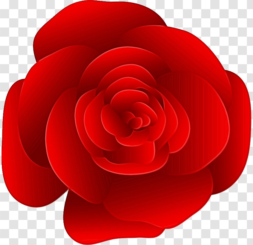 Garden Roses Transparent PNG