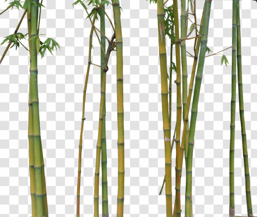 Bamboo Bamboe Euclidean Vector - Phyllostachys Aurea Transparent PNG