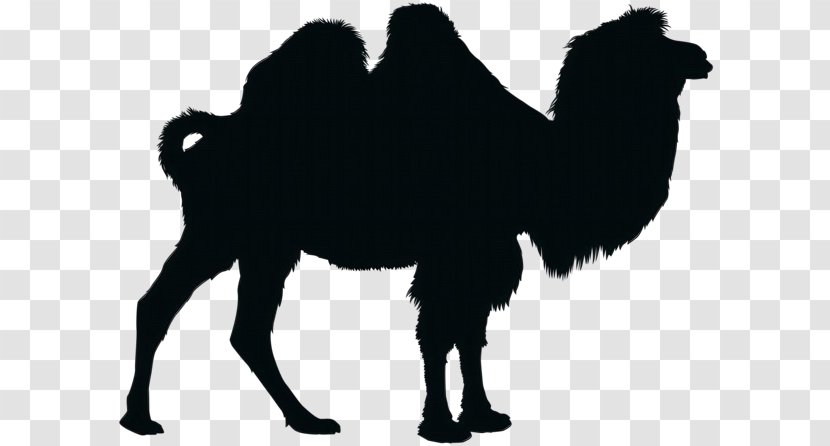 Animal Cartoon - Bactrian Camel - Working Blackandwhite Transparent PNG