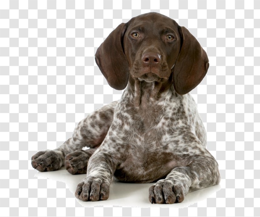 German Shorthaired Pointer Puppy Hunting - Breed Club Transparent PNG