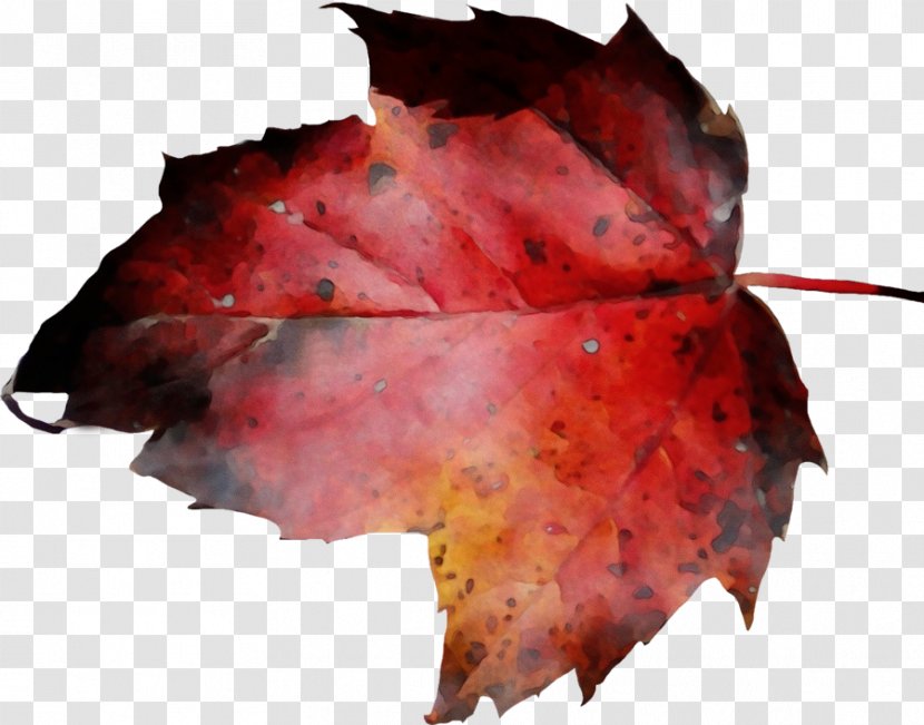 Red Maple Leaf - Still Life Photography Animation Transparent PNG