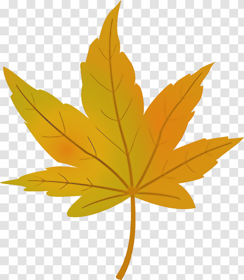 Maple Leaf Autumn Leaf Yellow Leaf Transparent PNG