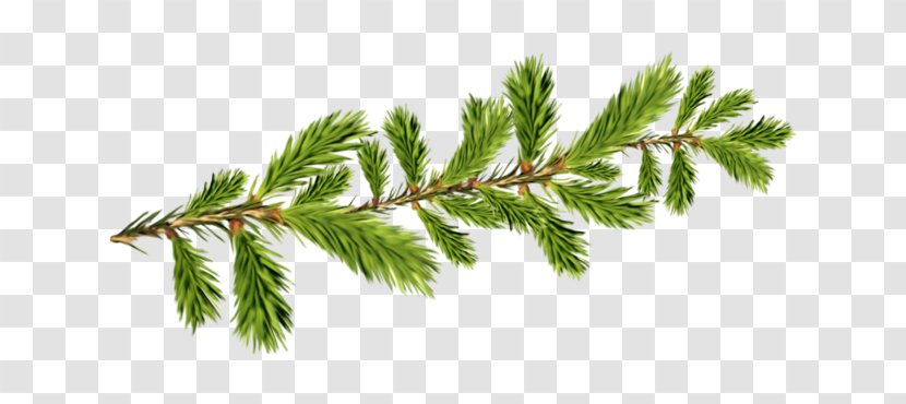 Spruce Fir Television Grandfather Ded Moroz - Pine Family - Twig Transparent PNG