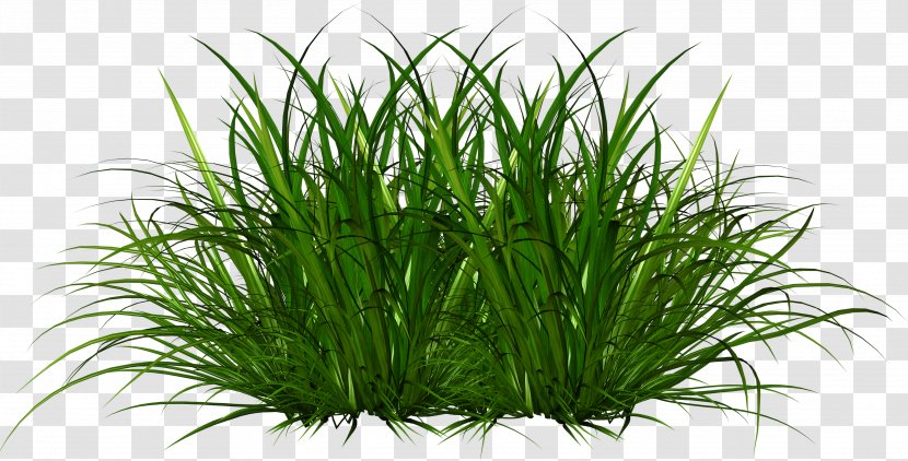 Green Grass Background - Feather Reed - Flower Soil Transparent PNG
