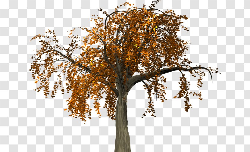 Twig Tree Trunk Autumn - Flower Transparent PNG