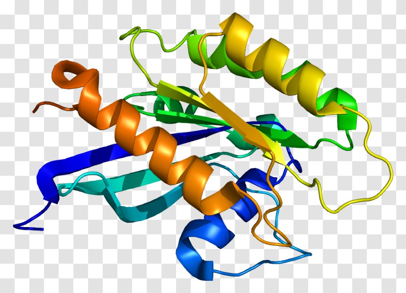 RAB18 Protein Structure Ras Subfamily - Watercolor - Heart Transparent PNG