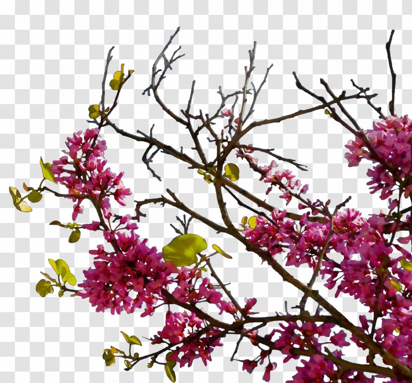 Flower Plant Branch Lilac Tree - Red Bud Spring Transparent PNG