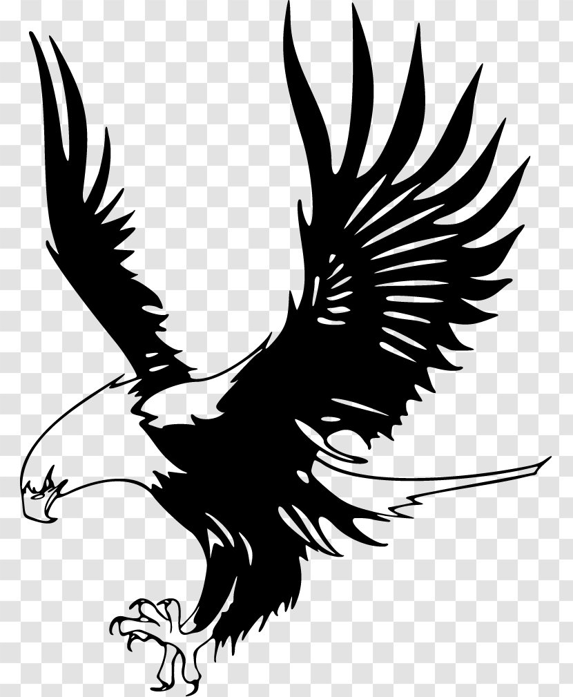 Bald Eagle Just Eagles Black-and-white Hawk-eagle Clip Art - Peregrine Falcon - Cartoon Pictures Of Transparent PNG