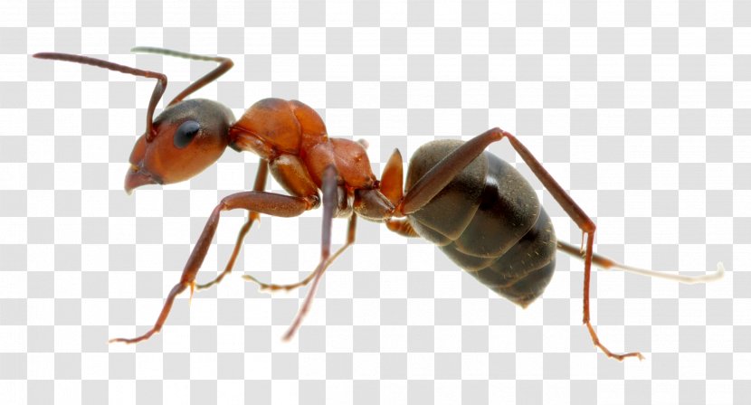 Black Carpenter Ant Garden Colony Termite - Pest - Line Transparent PNG
