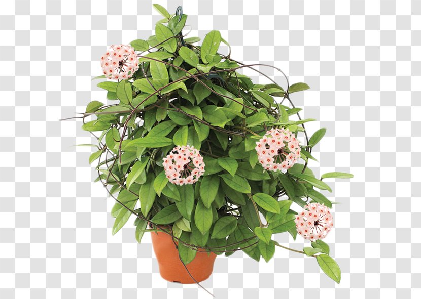 Flowerpot Hoya Carnosa Plant Cut Flowers - Monstera Transparent PNG