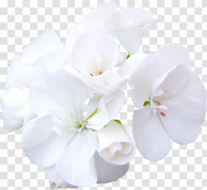 Cut Flowers Rose White - Geraniales - Flower Transparent PNG