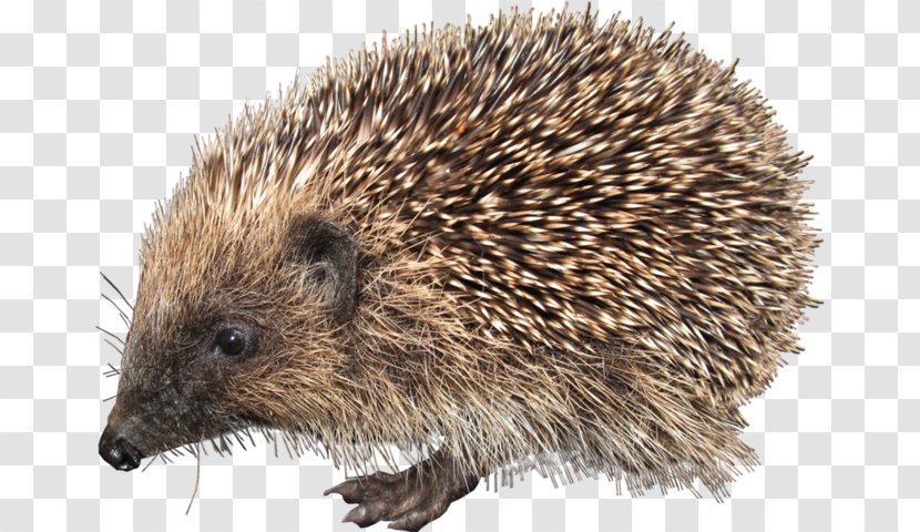 European Hedgehog Clip Art - A Transparent PNG