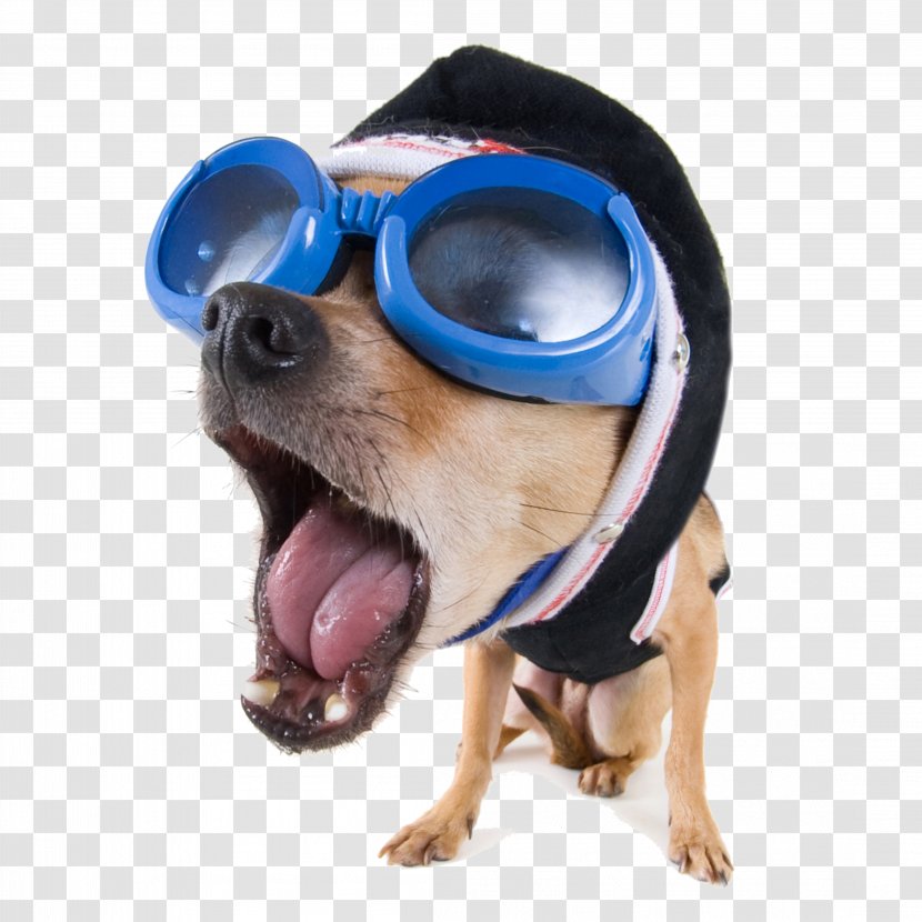 Dog Funny Animal Stock.xchng High-definition Video - Breed - Vector Glasses Transparent PNG