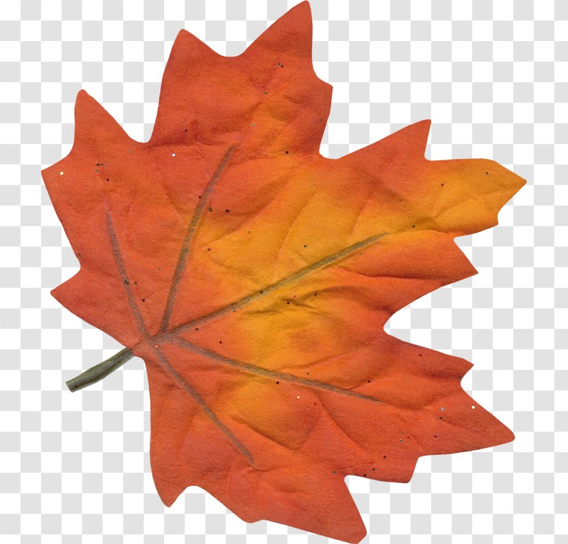 Red Maple Leaf - Woody Plant - Silver Sweet Gum Transparent PNG