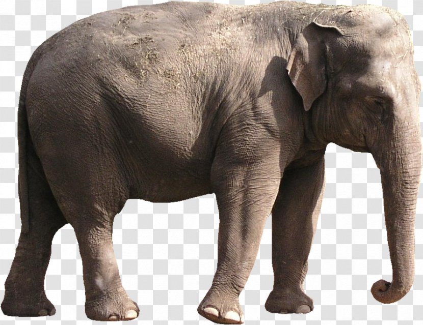 African Bush Elephant The Elephants Asian - Tusk Transparent PNG