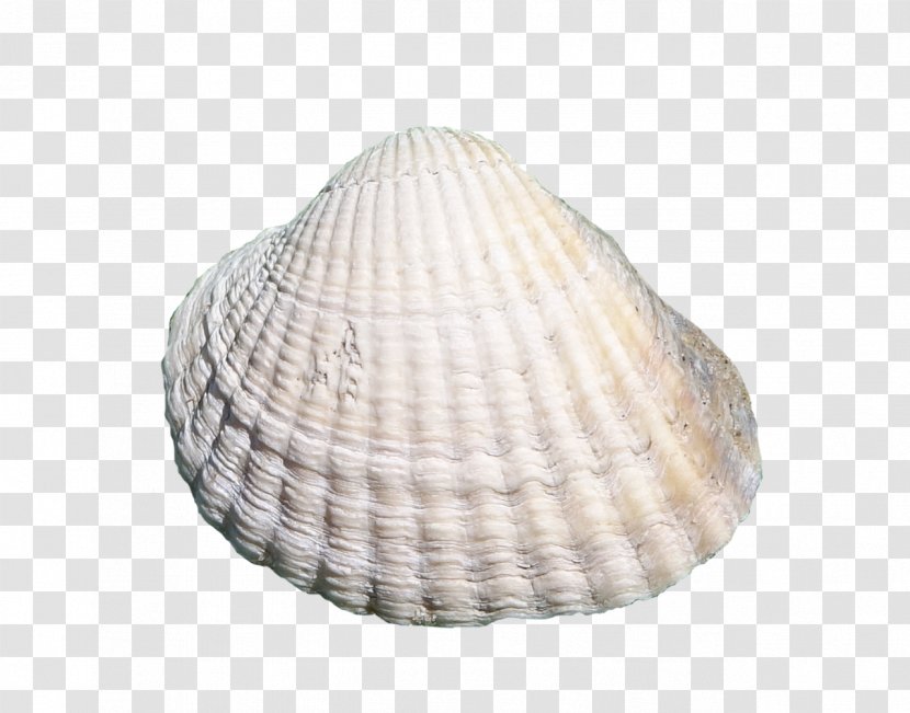 Seashell Clam Cockle - Molluscs Transparent PNG