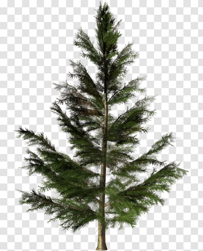 Pine Fir Christmas Tree Larch - Temperate Coniferous Forest Transparent PNG