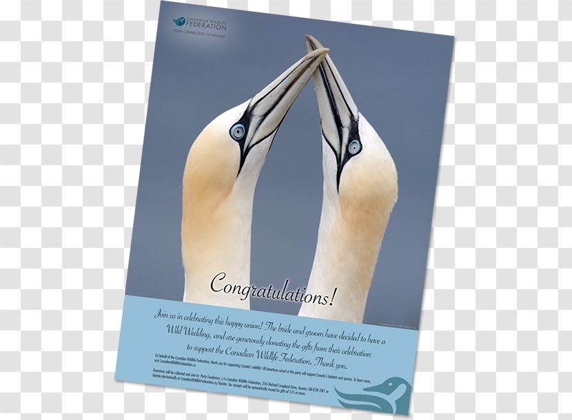Canadian Wildlife Federation Wedding K2M 2W1 Donation Gift - Poster Transparent PNG