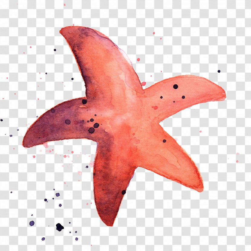 Starfish Marine Invertebrates Watercolor Painting Animal - Deep Sea Creature Transparent PNG