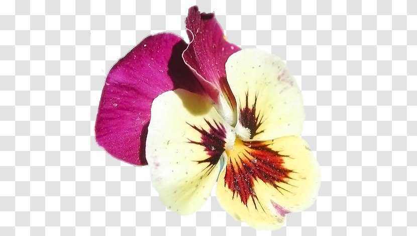 Pansy Violet Moth Orchids Close-up - Flowering Plant Transparent PNG