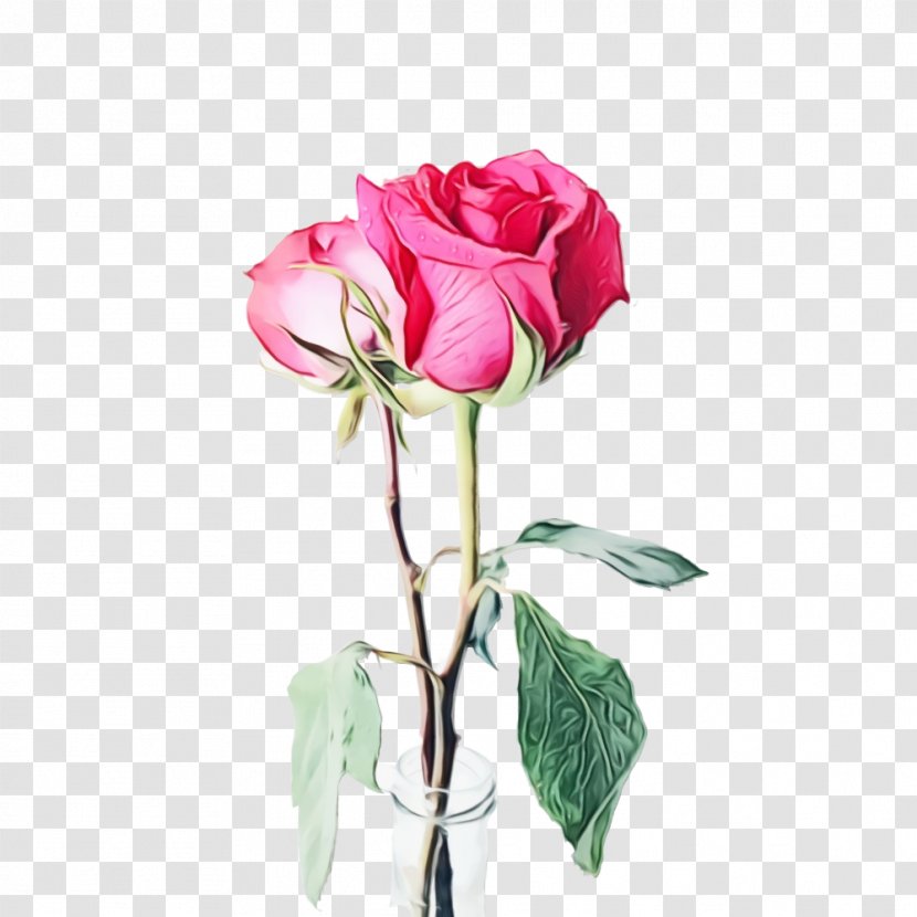 Black Pink Rose - Plant - Vase Prickly Transparent PNG