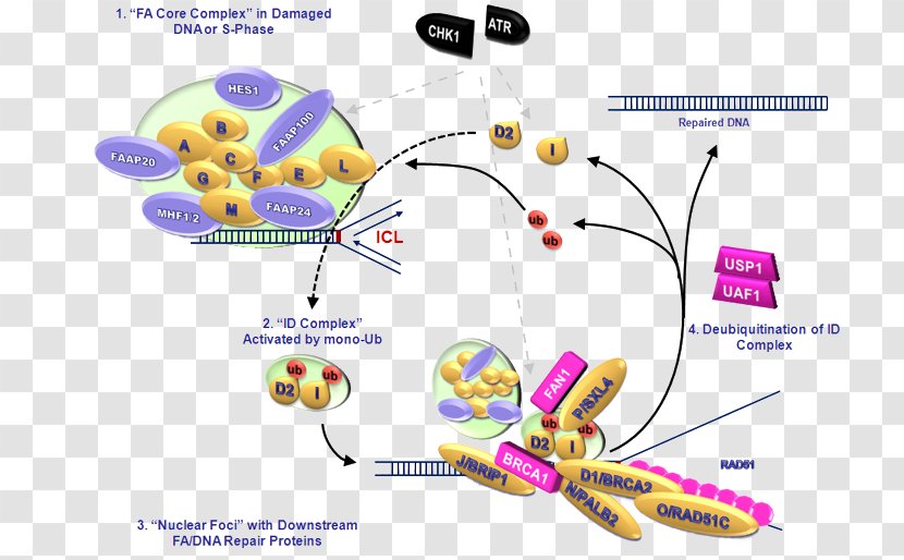 Fanconi Anemia, Complementation Group C FANCA BRCA1 BRIP1 - Fanc Proteins - Gene Transparent PNG