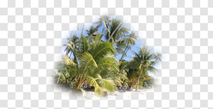 Coconut Vegetation Sky Plc - Plant - Palmier Plage Transparent PNG