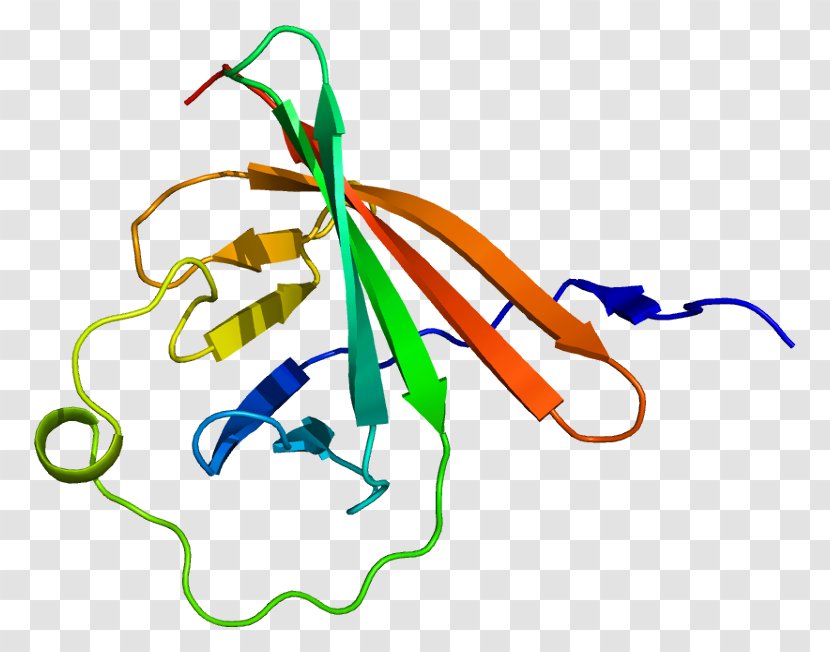 TCL1A Gene MTCP1 Protein AKT1 - Flower - Cartoon Transparent PNG