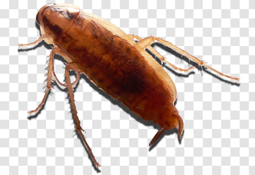Cockroach Insect Dubia Roach Mealworm Weevil - Food Transparent PNG