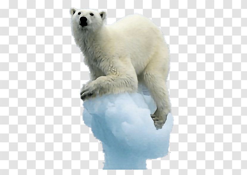 Polar Bear Bear Polar Bear Animal Figure Polar Ice Cap Transparent PNG