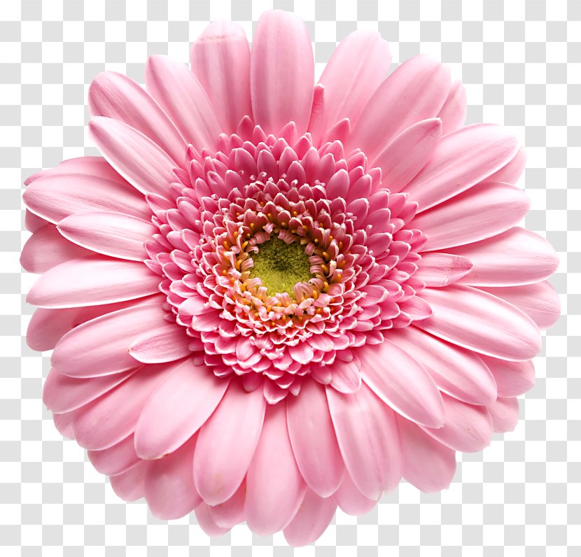 Transvaal Daisy Family Stock Photography Royalty-free - Flower Transparent PNG