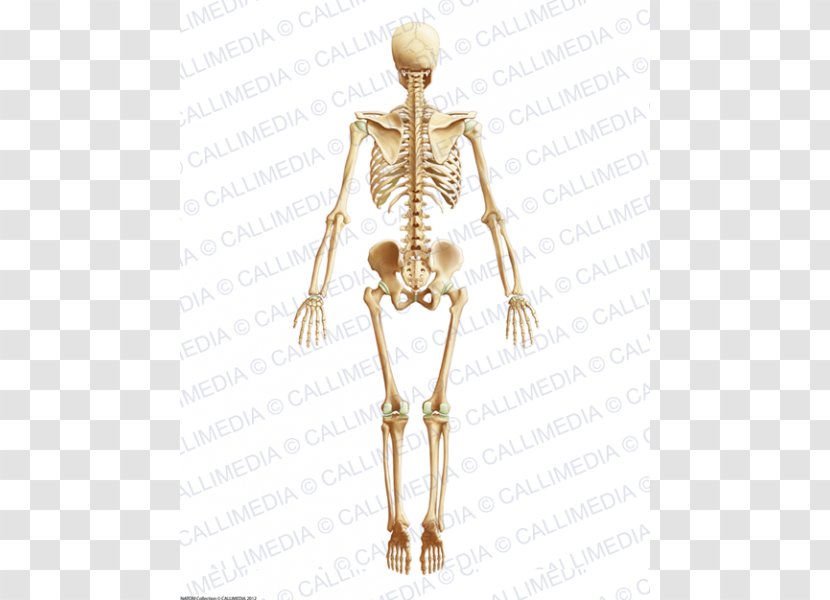 Homo Sapiens Hip Muscle Human Body Anatomy - Flower - Skeleton Transparent PNG