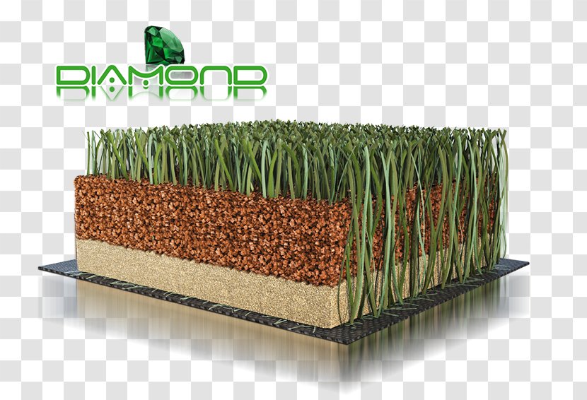 Grasses Family - Plant - Football Field Lawn Transparent PNG