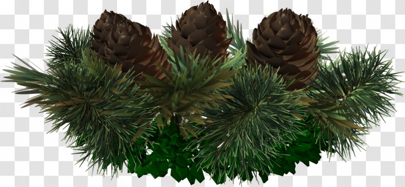 Spruce Pine Christmas Ornament Fir Tree Transparent PNG