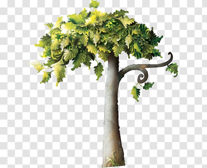 Branch Tree Pine Batwrka - Grapevine Family Transparent PNG