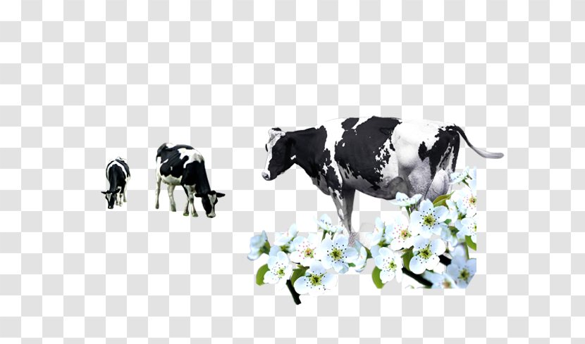 Dairy Cattle Milk Calf - Like Mammal - Cow Transparent PNG