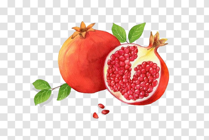 Granada Pomegranate Red Adobe Illustrator - Fruit Transparent PNG