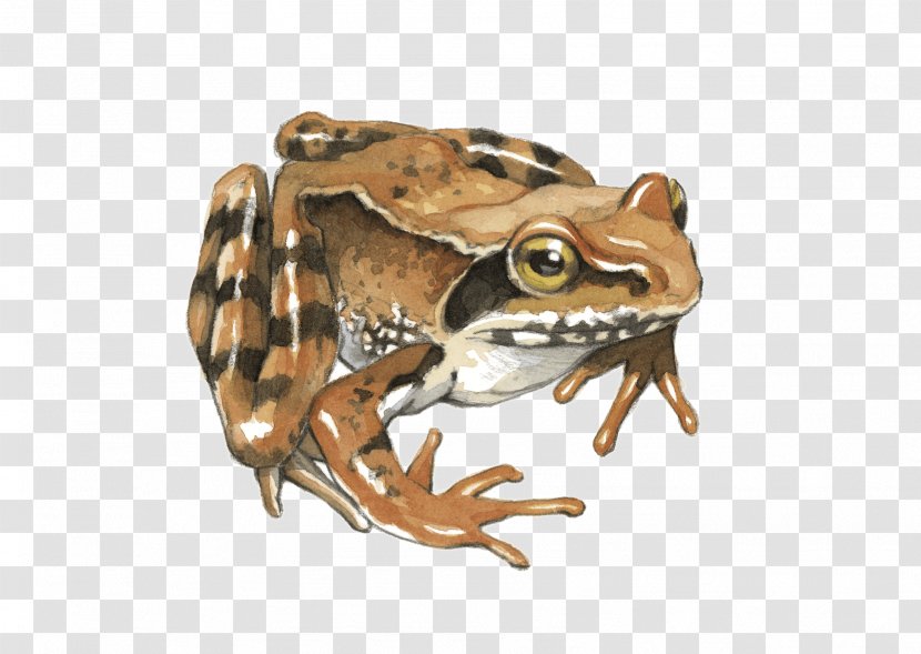 Toad Common Frog True Tree - Organism Transparent PNG