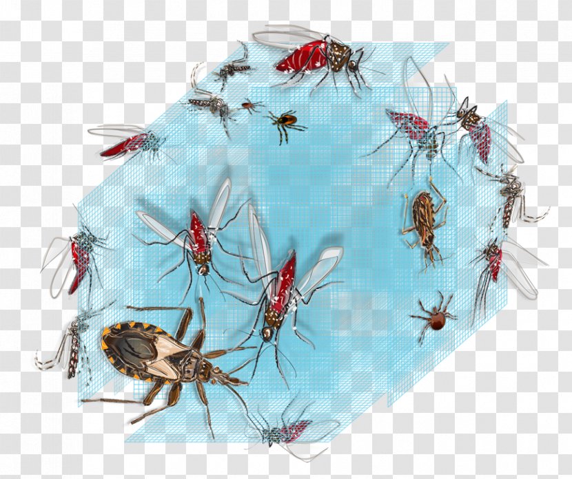 Vector Control Disease Mosquito Health - Dengue Transparent PNG