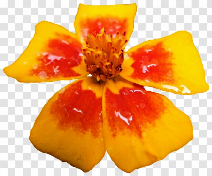Marigold Calendula Officinalis Flower Plant Petal - Fruit Transparent PNG